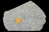 Orange Declivolithus Trilobite - Mecissi, Morocco #101802-1
